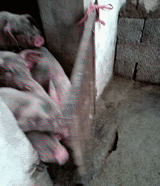♥面对食物的诱惑，吃货们总会激发出体内最大的潜能…
