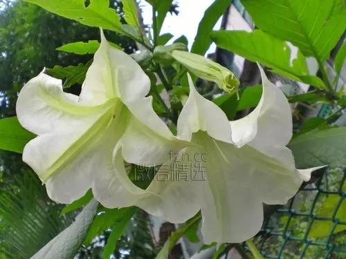 严禁入室的花，看完吓一跳！