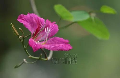 严禁入室的花，看完吓一跳！