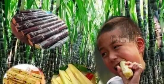 注意！清明快到了，千万别吃它，比毒蛇还毒！