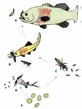 爱吃鱼的人注意了！吃这些部位竟等同砒霜？真相是…